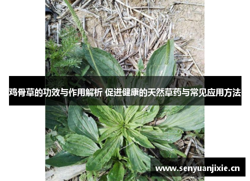 鸡骨草的功效与作用解析 促进健康的天然草药与常见应用方法