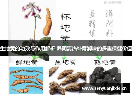 生地黄的功效与作用解析 养阴清热补肾润燥的多重保健价值