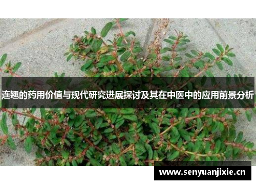 连翘的药用价值与现代研究进展探讨及其在中医中的应用前景分析
